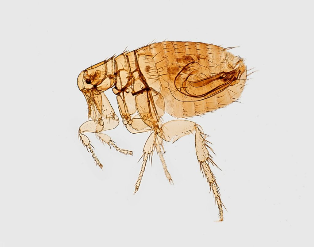 Which Infectious Disease Is Transmitted Through Fleas? Health Prepper